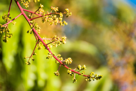 Mango flowers blooming in summerの写真素材