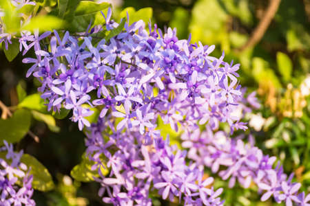 A colorful flower in the garden in a sunny day