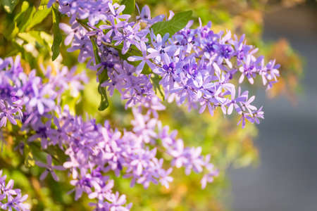 A colorful flower in the garden in a sunny dayの写真素材