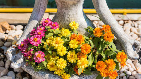 Beautiful zinnia flowers in the sunlightの写真素材