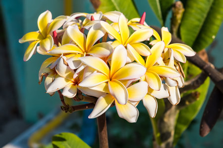 White and yellow frangipani flowers with natural backgroundの写真素材