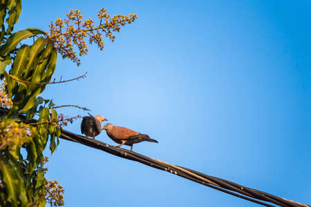 Bird perched on electric cableの写真素材