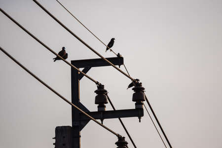 Bird perched on electric cableの写真素材