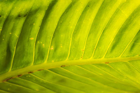 Leaf green background wall leaves texture line plant fresh pattern closeup life tropical...