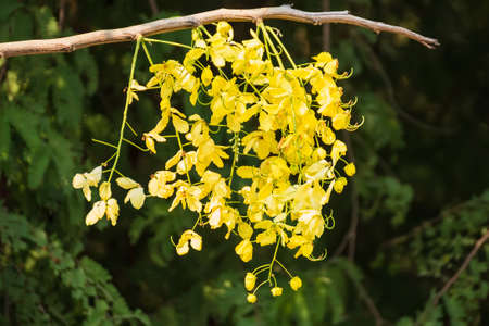 golden shower flower in nature gardenの写真素材