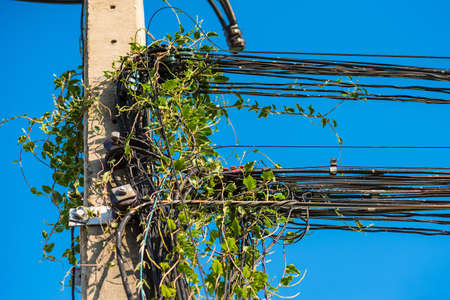Green creeper plants messy communication cable and electric power line pole with creeper plants problem of not maintained,a weeds covered cabling manage in Thailandの写真素材