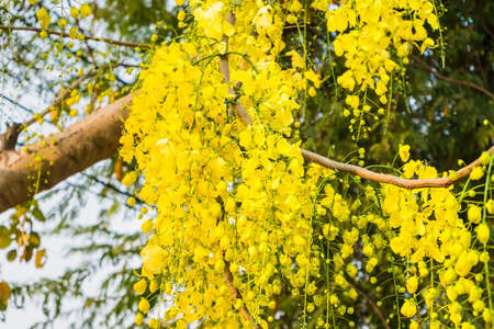 Golden shower flower in nature gardenの写真素材