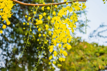 Golden shower flower in nature gardenの写真素材