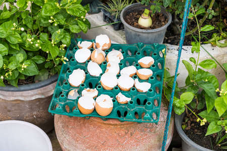 Egg shells are used to plant trees.の写真素材