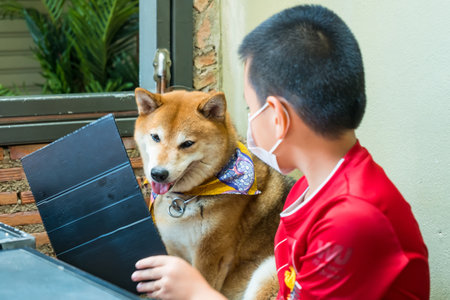 Prachuap Khiri Khan, Thailand- April, 03, 2021 : japanese chiba dog, very lovely and friendly dog in the dog cafe at Prachuap Khiri Khan, Thailandのeditorial素材