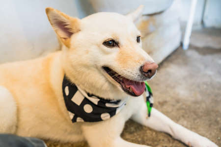 Prachuap Khiri Khan, Thailand- April, 03, 2021 : japanese chiba dog, very lovely and friendly dog in the dog cafe at Prachuap Khiri Khan, Thailandのeditorial素材
