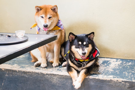 Prachuap Khiri Khan, Thailand- April, 03, 2021 : japanese chiba dog, very lovely and friendly dog in the dog cafe at Prachuap Khiri Khan, Thailandのeditorial素材
