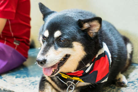Prachuap Khiri Khan, Thailand- April, 03, 2021 : japanese chiba dog, very lovely and friendly dog in the dog cafe at Prachuap Khiri Khan, Thailandのeditorial素材