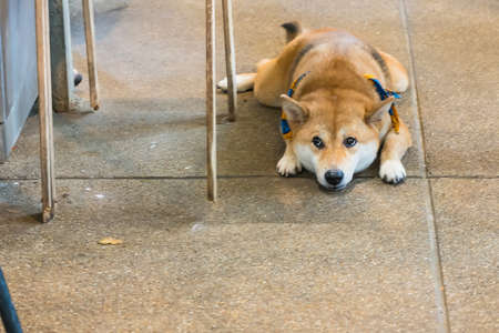Prachuap Khiri Khan, Thailand- April, 03, 2021 : japanese chiba dog, very lovely and friendly dog in the dog cafe at Prachuap Khiri Khan, Thailandのeditorial素材