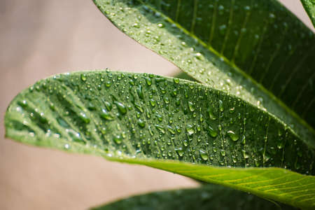 Close-up to rain drops on green leaves after rain.の写真素材