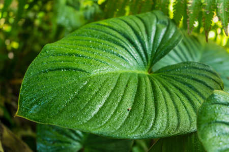 Beautiful bright green tropical leaves with rain drops. Textured floral background.