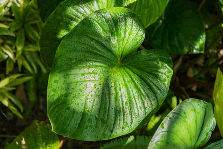 Beautiful bright green tropical leaves with rain drops. Textured floral background.
