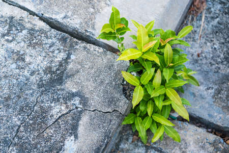 Small tree Growing up beside the wallの写真素材