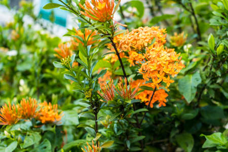 Orange needle flower in the garden.の写真素材