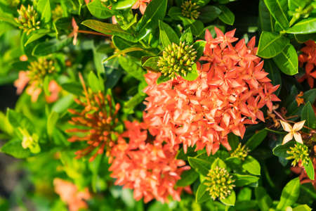 Orange needle flower in the garden.の写真素材