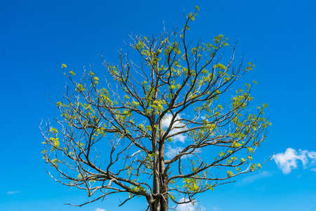 Branch of the tree on the beautiful blue sky background, autumn