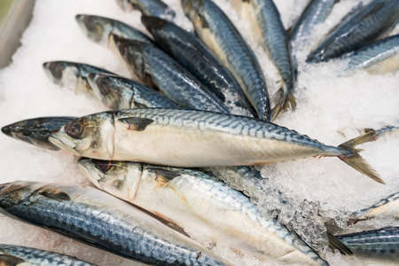 Fresh mackerel on ice in a supermarket in Thailandの写真素材