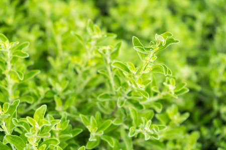 Selected focus. view of green leaf on blurred greenery background in garden with copy space using as spring or summer background, natural green plants landscape, ecology, fresh wallpaper concept.の写真素材