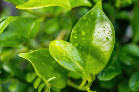 Close-up,Beautiful fresh green leaf with drop of water nature background.