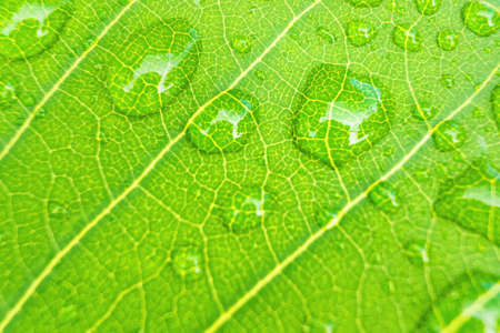 Macro closeup of Beautiful fresh green leaf with drop of water nature background.