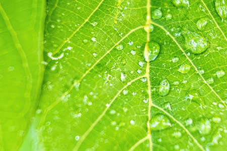 Macro closeup of Beautiful fresh green leaf with drop of water nature background.