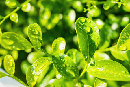 Macro closeup of Beautiful fresh green leaf with drop of water nature background.