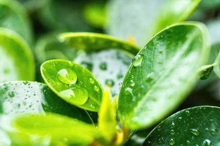 Macro closeup of Beautiful fresh green leaf with drop of water nature background.