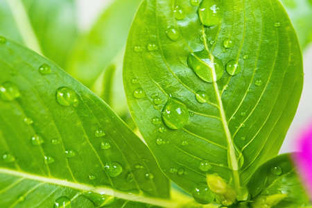 Macro closeup of Beautiful fresh green leaf with drop of water nature background.の写真素材
