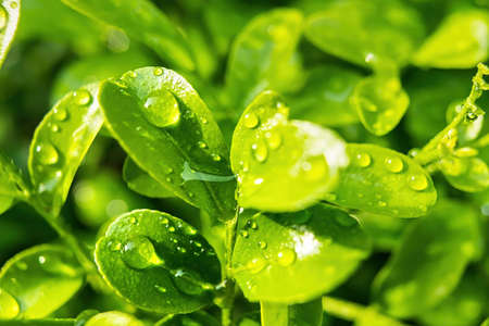 Macro closeup of Beautiful fresh green leaf with drop of water nature background.