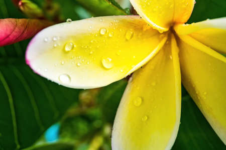 Macro closeup of White plumeria flowers with water droplets on the petals in the morning.の写真素材