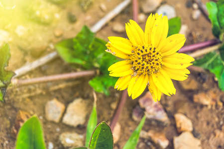 Macro closeup of Beautiful fresh yellow flowers in morning sunlight nature background.の写真素材