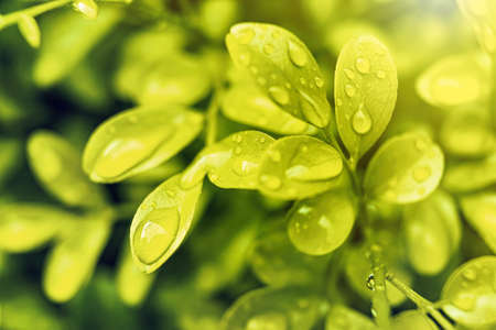 Macro closeup of Beautiful fresh green leaf with drop of water in morning sunlight nature background.の写真素材