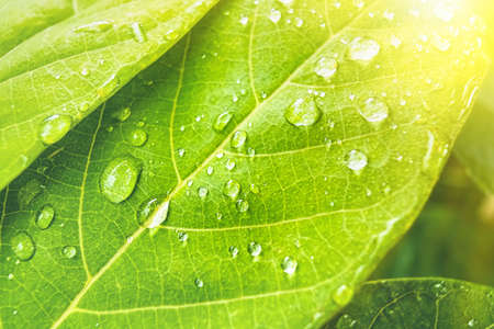 Macro closeup of Beautiful fresh green leaf with drop of water in morning sunlight nature...