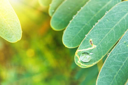 Macro closeup of Beautiful fresh green leaf with drop of water in morning sunlight nature...