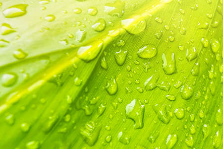 Macro closeup of Beautiful fresh green leaf with drop of water in morning sunlight nature...