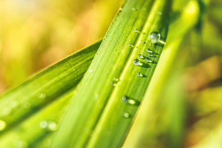 Macro closeup of Beautiful fresh green grass with drop of water in morning sun nature background.の写真素材