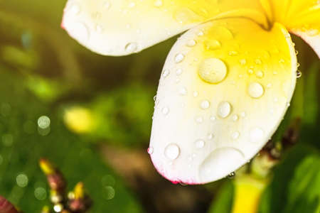 Macro closeup of White plumeria flowers with water droplets on the petals in the morning.の写真素材