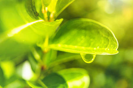 Macro closeup of Beautiful fresh green leaf with drop of water in morning sunlight nature...