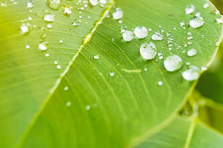 Macro closeup of Beautiful fresh green leaf with drop of water in morning sunlight nature...