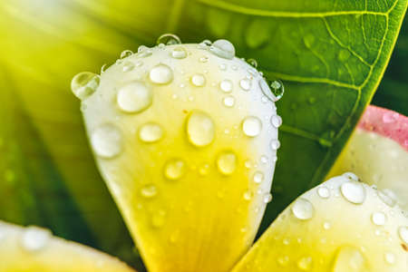 Macro closeup of White plumeria flowers with water droplets on the petals in the morning.の写真素材