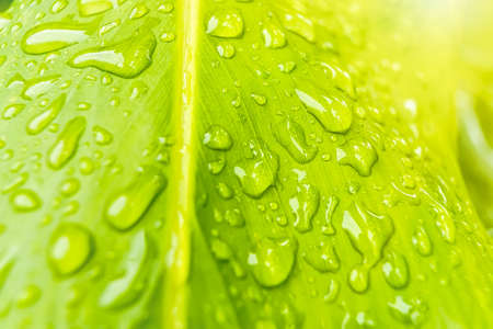 Macro closeup of Beautiful fresh green leaf with drop of water in morning sunlight nature...