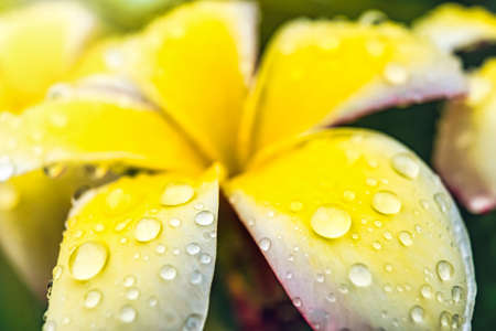 Macro closeup of White plumeria flowers with water droplets on the petals in the morning.の写真素材