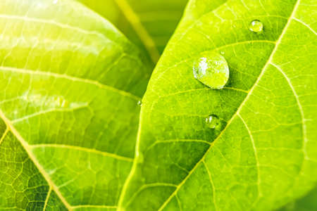 Macro closeup of Beautiful fresh green leaf with drop of water in morning sunlight nature...
