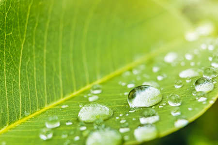 Macro closeup of Beautiful fresh green leaf with drop of water in morning sunlight nature...