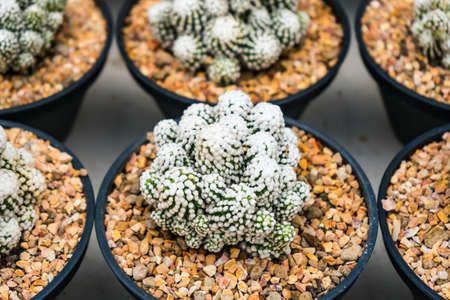 Beautiful cactus in flowerpot with sunlight for background and texture.の写真素材